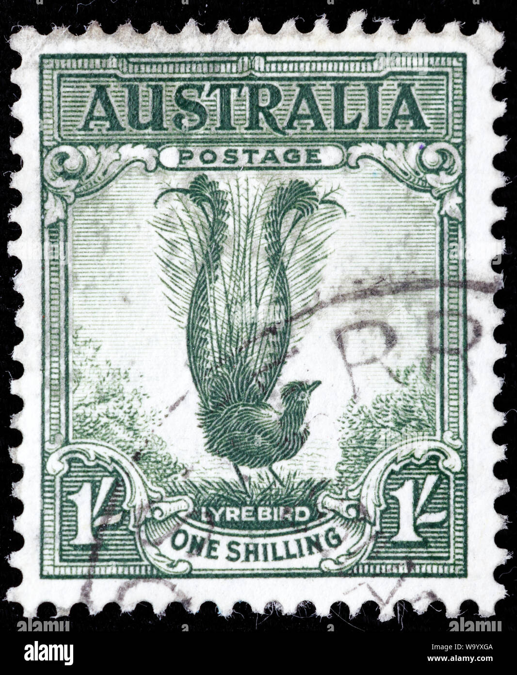 Hervorragende Leierschwanz-vogels, Menura novaehollandiae, Briefmarke, Australien, 1941 Stockfoto