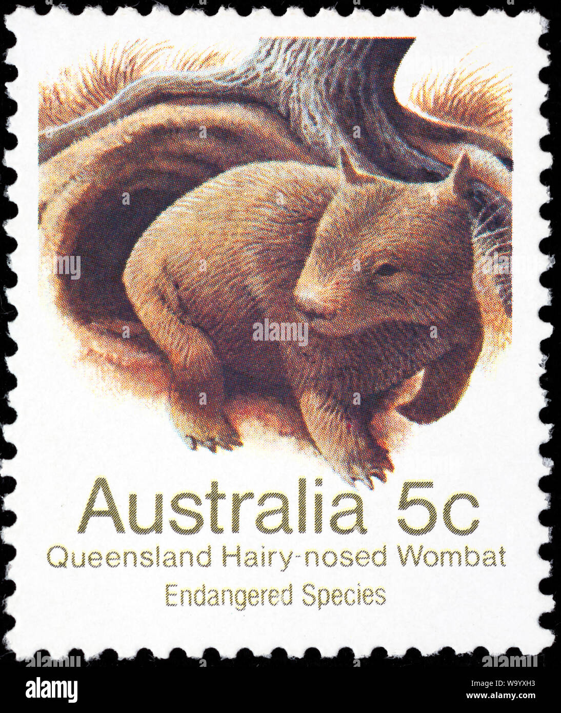 Queensland behaarte-gerochene Wombat, Lasiorhinus krefftii, Briefmarke, Australien, 1981 Stockfoto