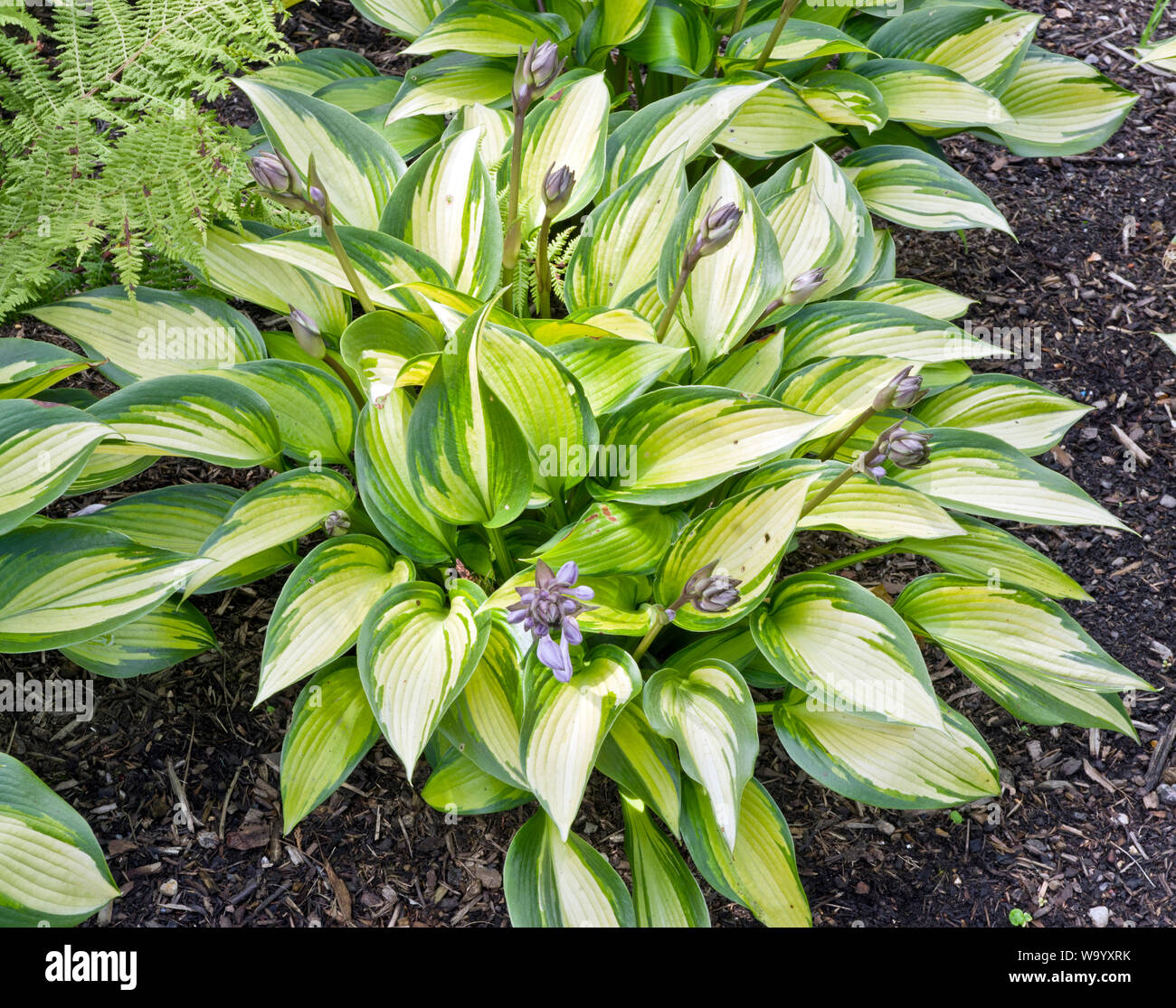 Hosta Juni Geist Stockfoto