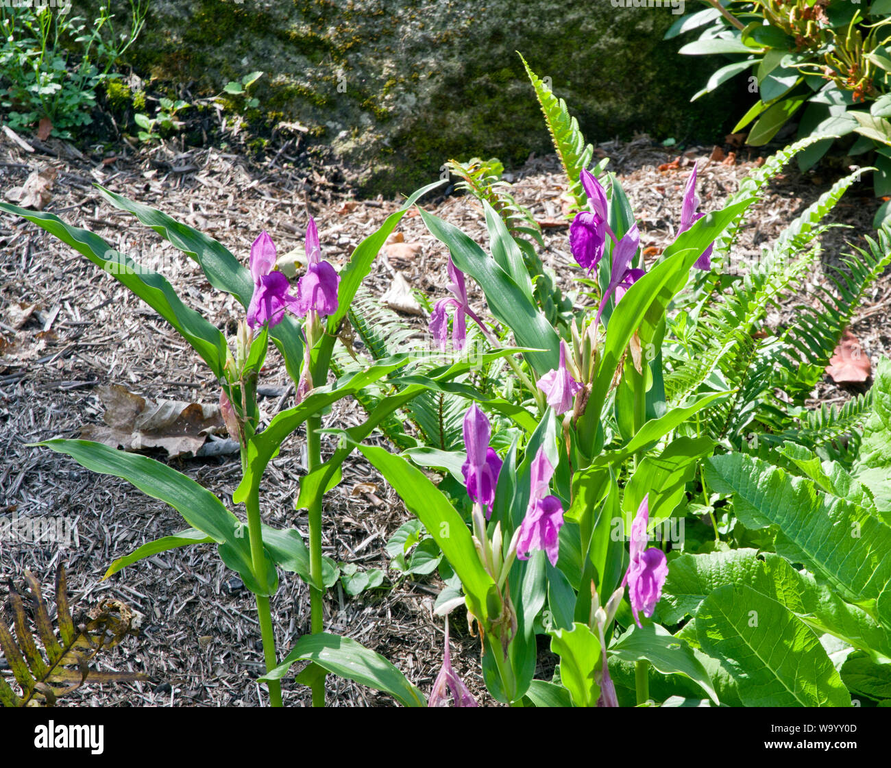 Roscoea purpurea Stockfoto