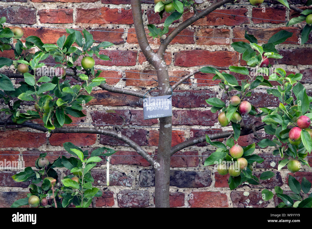 Apple "Worcester Pearmain" Stockfoto