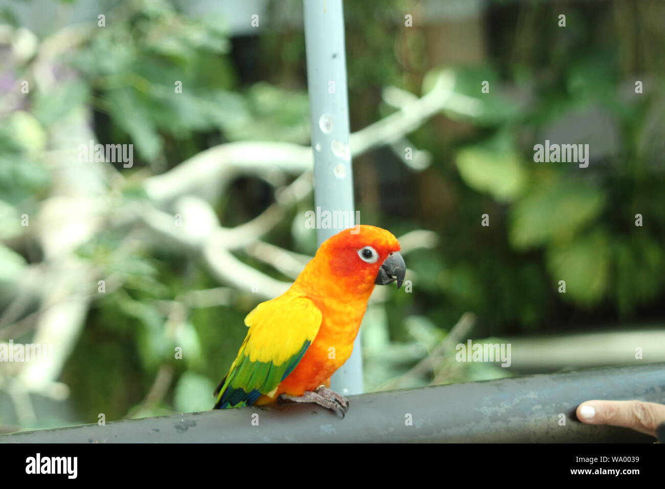 Love Birds Stockfoto