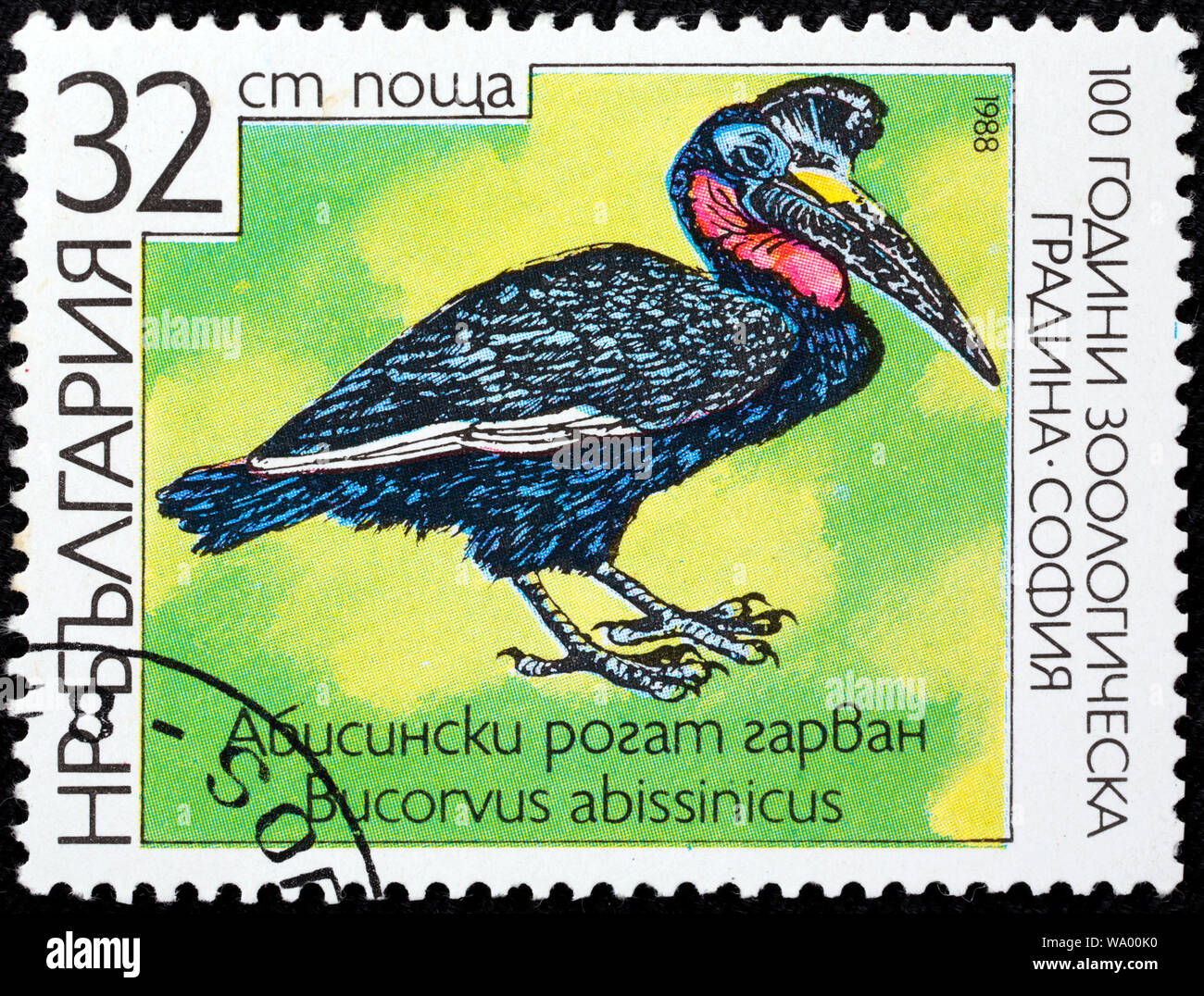 Abessinier Boden - Hornbill, nördlichen Boden - Hornbill, Bucorvus abyssinicus, Briefmarke, Bulgarien, 1988 Stockfoto