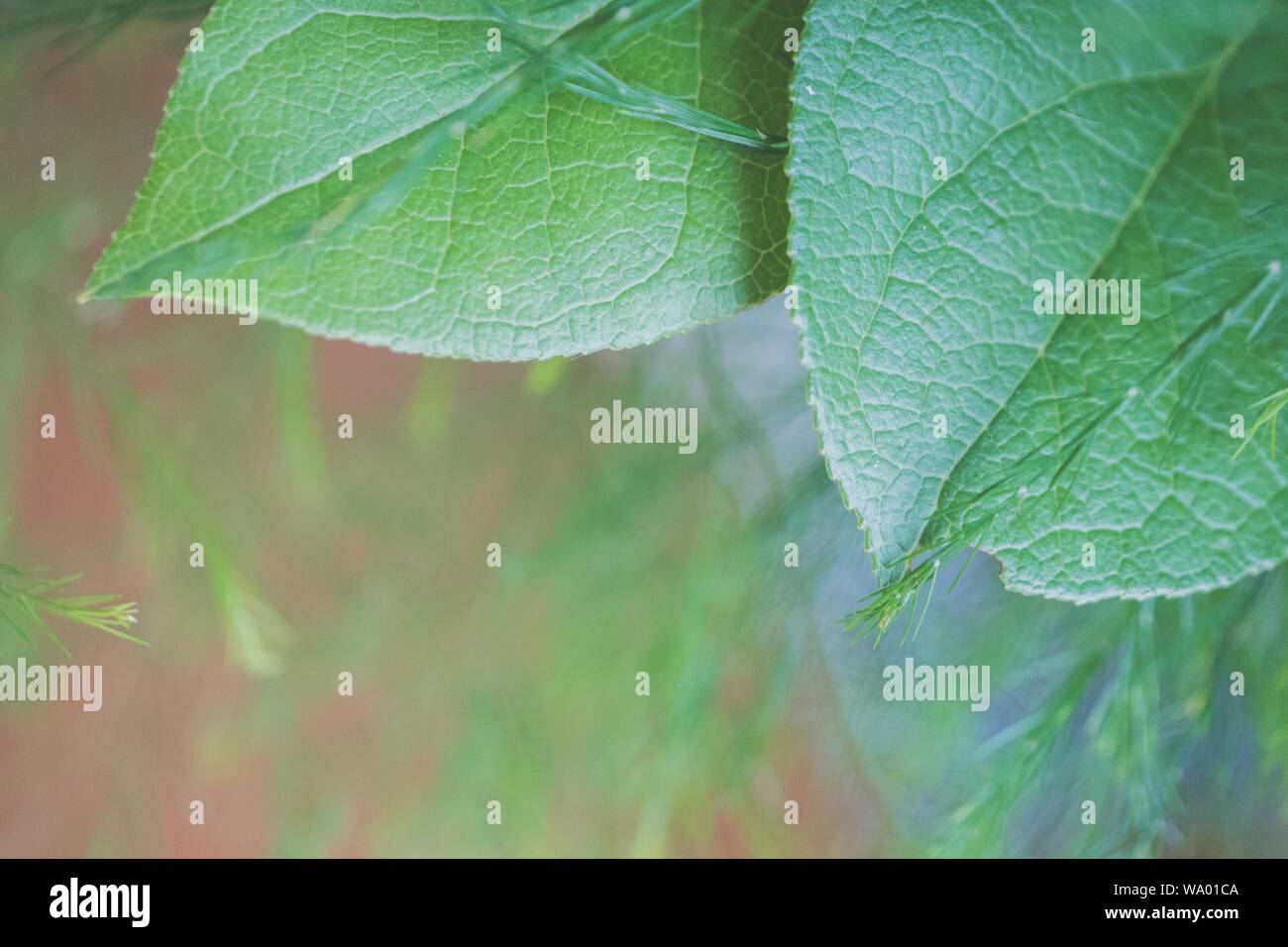 Schöne natürliche Blattpflanzen Hintergrund oder Tapete - perfekt für Artikel/Beiträge im Zusammenhang mit der Natur Stockfoto