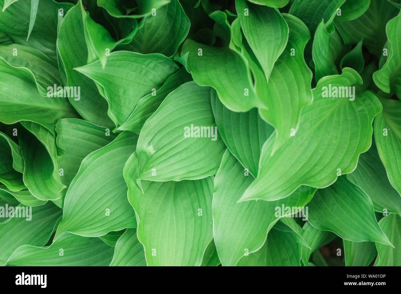 Schöne natürliche Blattpflanzen Hintergrund oder Tapete - perfekt für Artikel/Beiträge im Zusammenhang mit der Natur Stockfoto