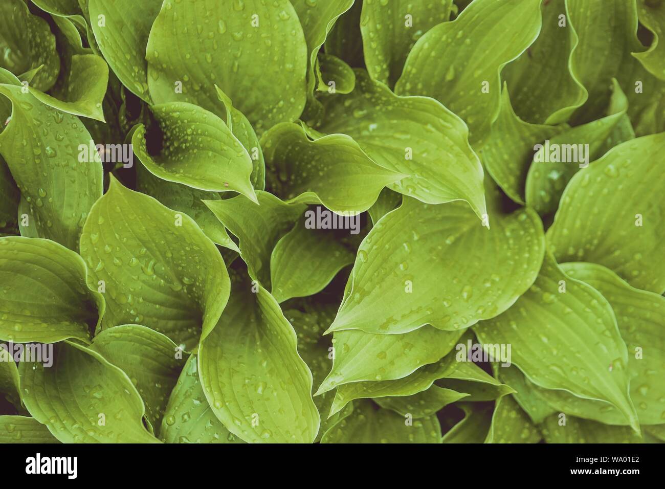Schöne natürliche Blattpflanzen Hintergrund oder Tapete - perfekt für Artikel/Beiträge im Zusammenhang mit der Natur Stockfoto