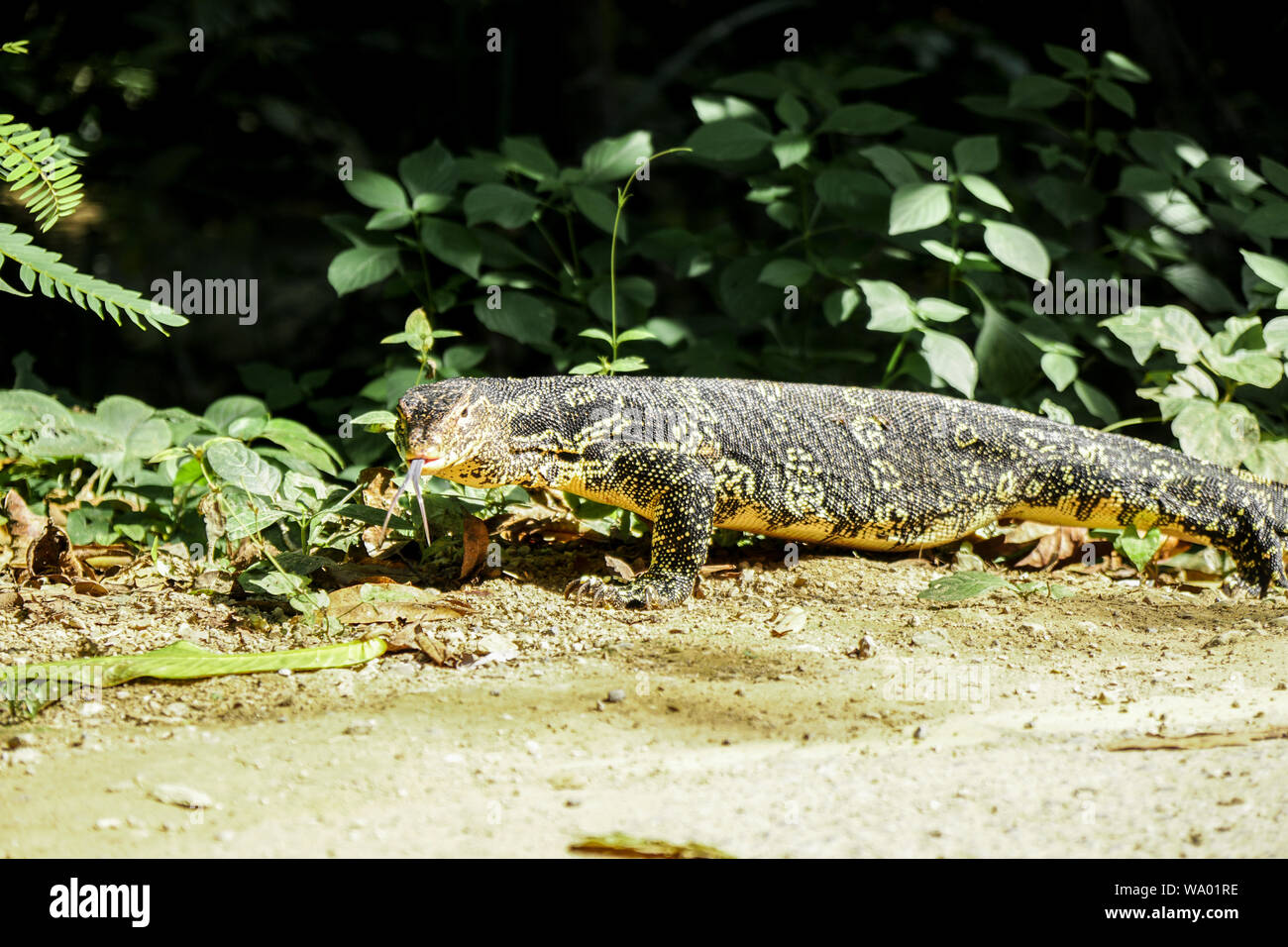 Ein Wasser Monitor gefunden im Westen von Thailand in der Nähe des Erawan National Park. Es gibt sehr groß und bunt. Die von der Squamata Familie, Eidechsen. Stockfoto