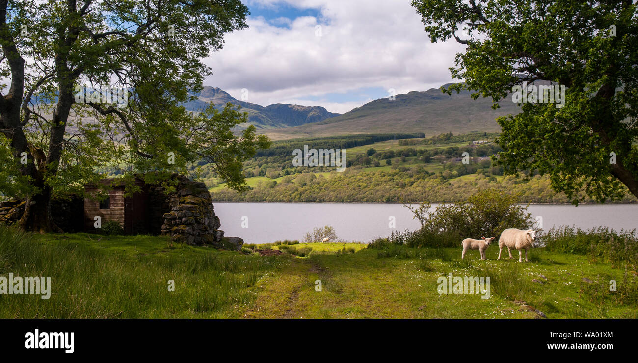 Schafe grasen auf der Weide über Loch Tay in Perthshire Highlands von Schottland. Stockfoto