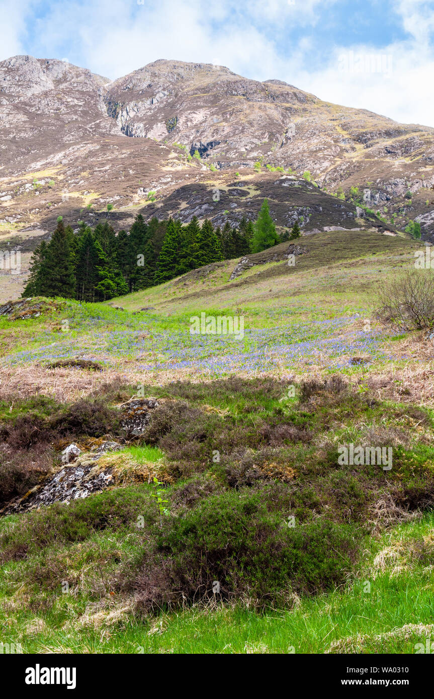 Der Berg der Sgorr nam Fiannaidh und unverwechselbaren Clachaig Gully steigen von Glen Coe Tal in den Highlands von Schottland. Stockfoto