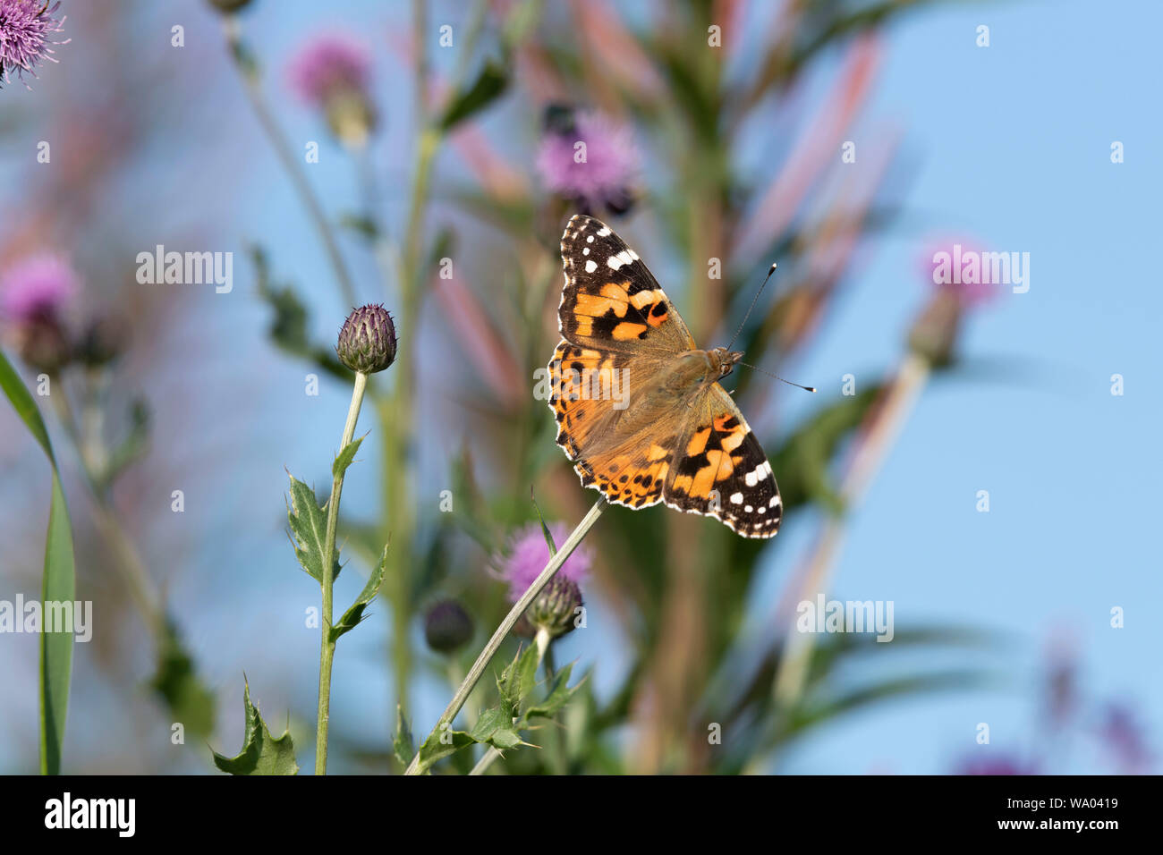 Die bemalte Lady Butterfly (Vanessa Cardui) sitzt auf der Weide auf einen schleichenden Thistle (Cirsium arvense) Stockfoto