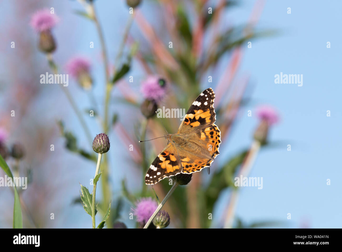 Die bemalte Lady Butterfly (Vanessa Cardui) sitzt auf einem Creeping Thistle (Cirsium arvense) Blume Stockfoto
