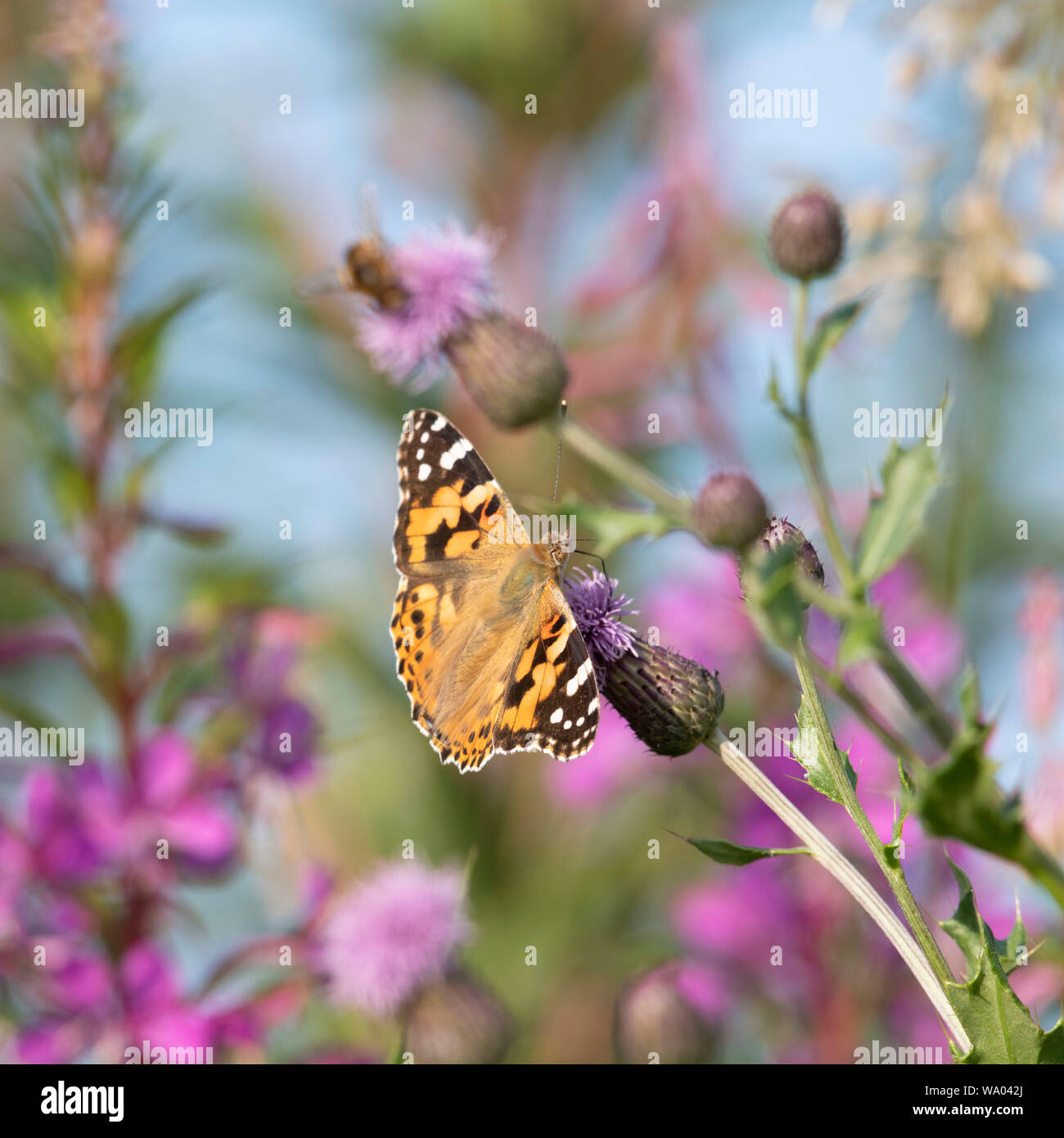 Die bemalte Lady Butterfly (Vanessa Cardui) Fütterung auf einen schleichenden Thistle (Cirsium arvense) Blume Stockfoto