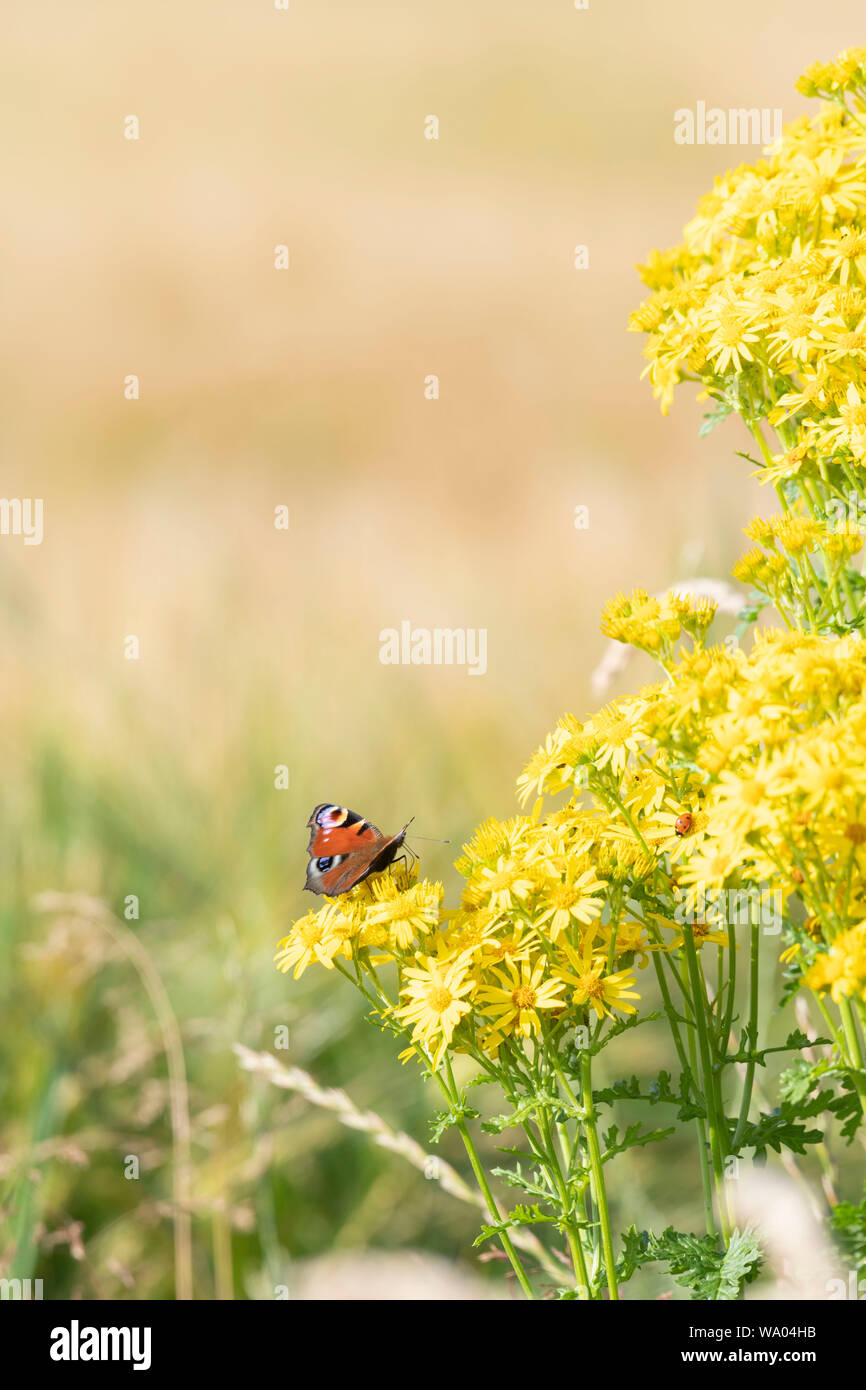 Ein Schmetterling (Aglais IO), der sich am Rand eines Gerstenfeldes von gemeinem Ragwurz (Senecio jacobaea) ernährt Stockfoto