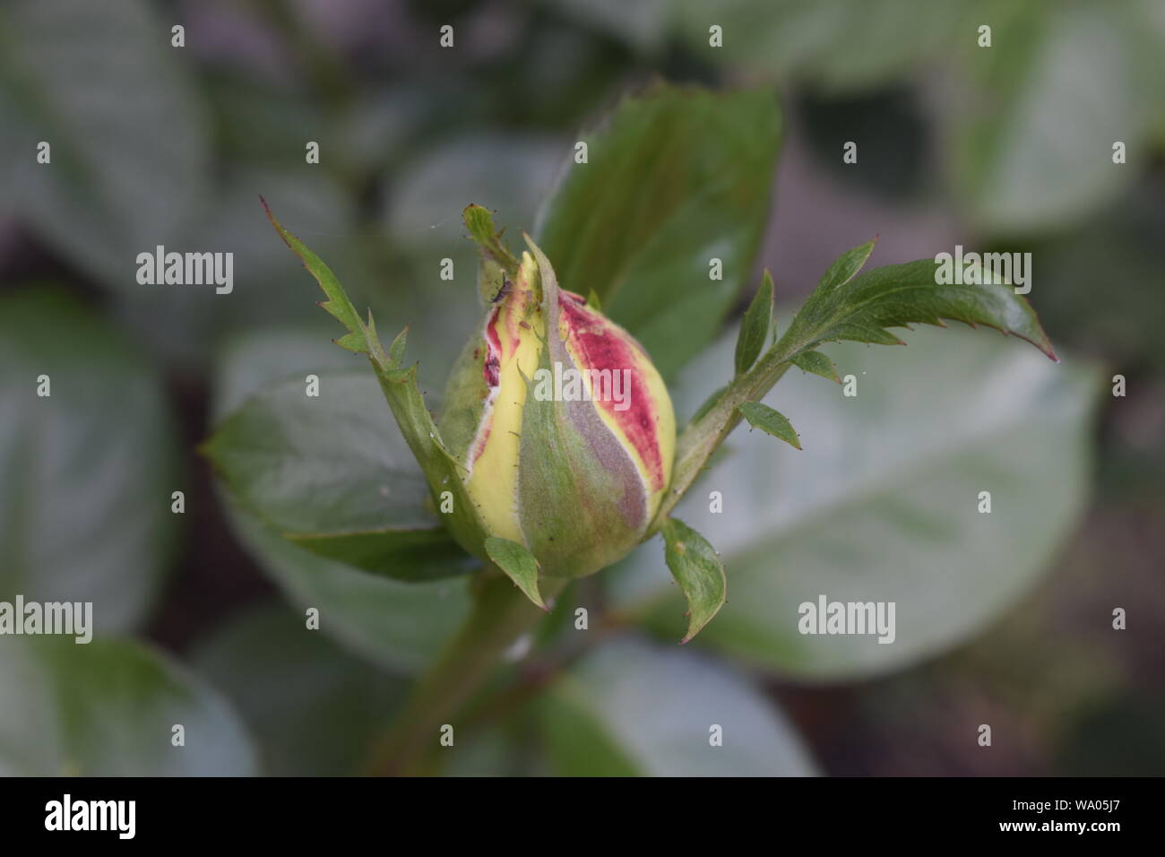 Gelb und rosa Rose Knospe auf einem Busch. Stockfoto