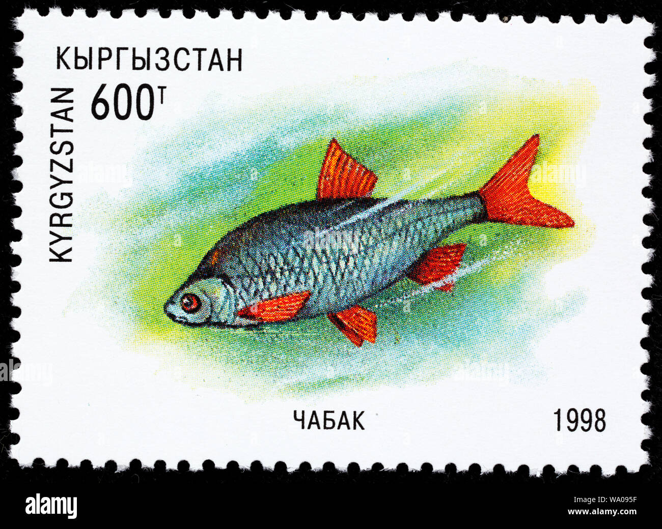 Issyk-Kul Dace Leuciscus, bergi, Briefmarke, Kirgisistan, 1998 Stockfoto