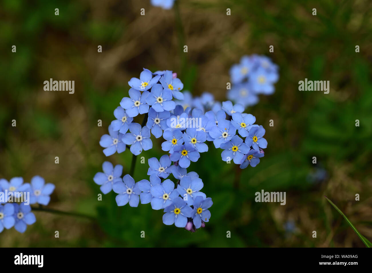 Mysotis Sylvatica Stockfotos Und bilder Kaufen Alamy mysotis-sylvatica-stockfotos-und-bilder-kaufen-alamy
