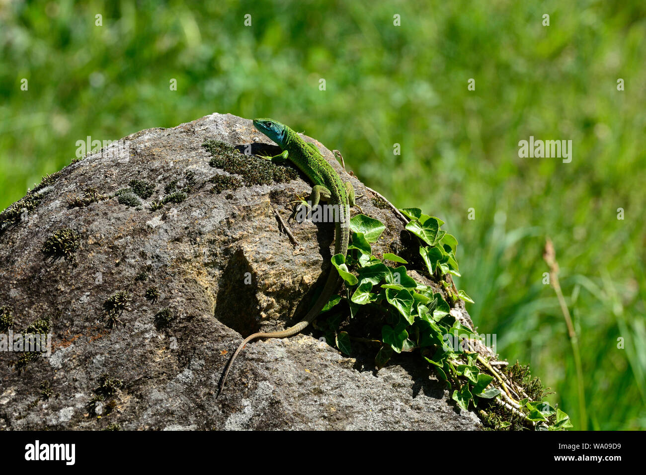 Europäische Green Lizard, Lacerta viridis, Lacertidae, männlich, Eidechse, Reptilien, Tier, Castello di Serravalle, Bleniotal, Kanton Tessin, Schweiz, 3. Stockfoto