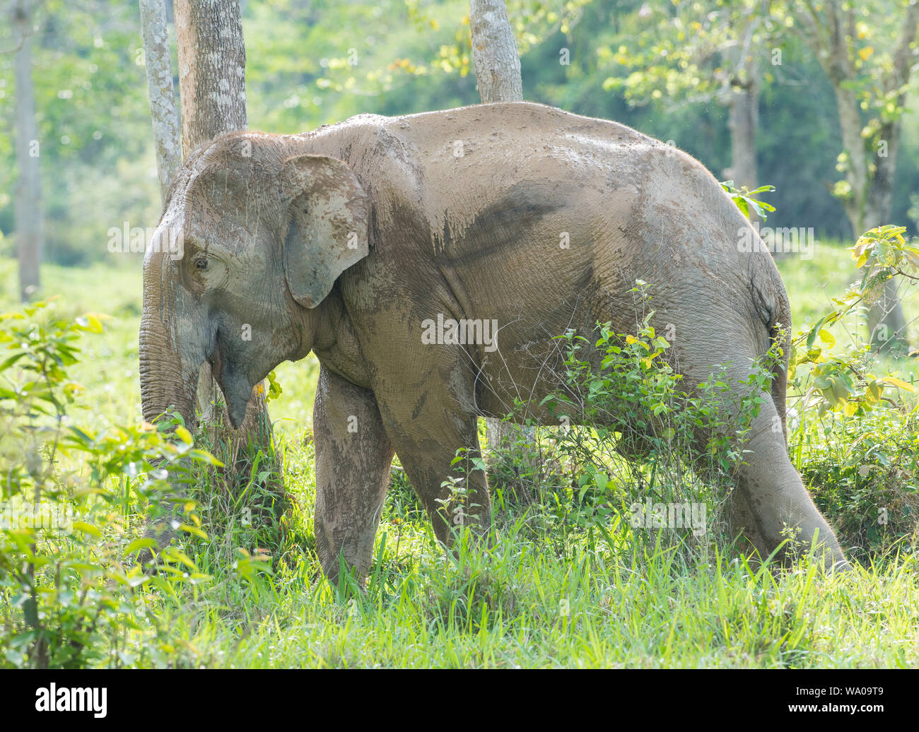 Wilden asiatischen Elefanten, Elephas maximus im Wald in Kui Buri NP Thailand Stockfoto