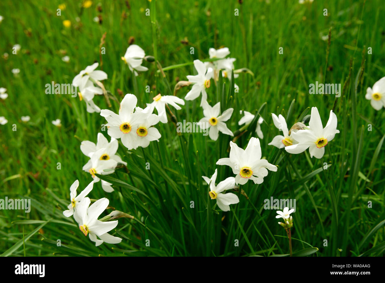Der Dichter Narzisse, Narcissus poeticus, Amaryllidaeae, Cluster, Blüten, blüht, in der Nähe von Rousses, Parc National des Cévennes, Nationalpark, Cevennen, Stockfoto