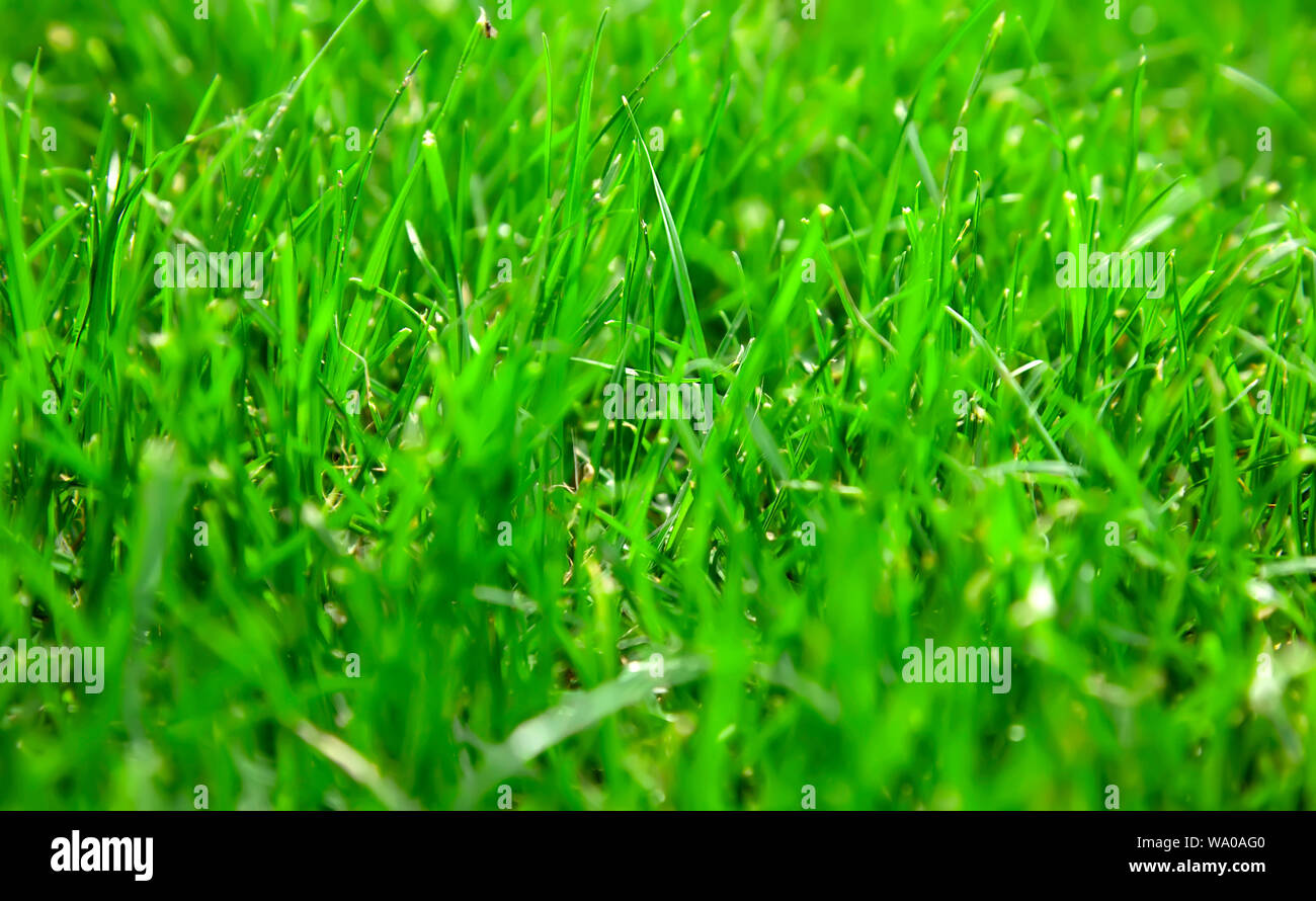 Schönen grünen Frühling Gras Hintergrund Stockfoto