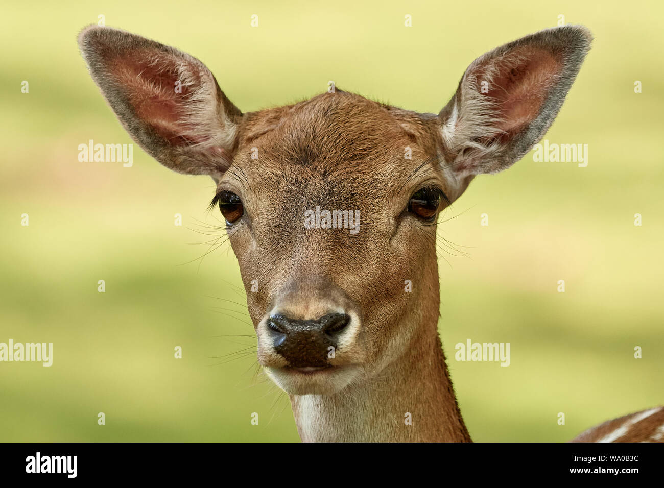 Jungfalen-Hirsche-Nahporträt isoliert auf Naturhintergrund (Dama dama) Stockfoto