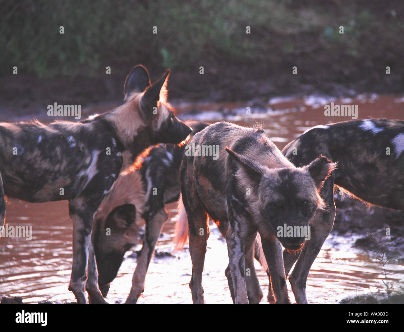 Eine schöne Tierwelt Szene einer Packung Jagd wilde Hunde, enge und persönliche, am Nachmittag. Auf Safari in Südafrika fotografiert. Stockfoto