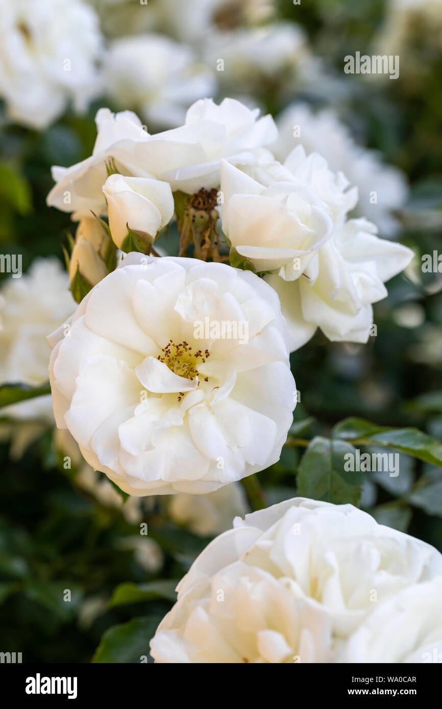 Nahaufnahme von Blumentarpet White Rose Blüte in einem englischen Garten, Großbritannien Stockfoto