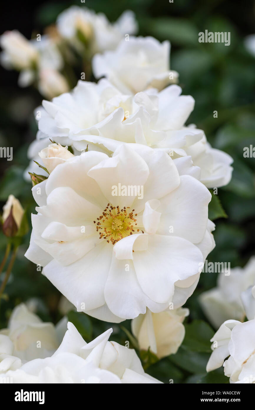 Nahaufnahme von Blumentarpet White Rose Blüte in einem englischen Garten, Großbritannien Stockfoto