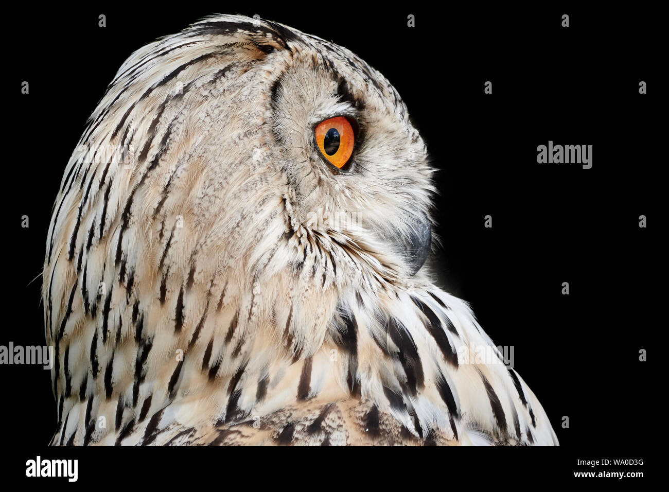 Seite Porträt einer Sibirischen Eagle-Owl (Bubo bubo Sibiricus) und schwarzer Hintergrund Stockfoto