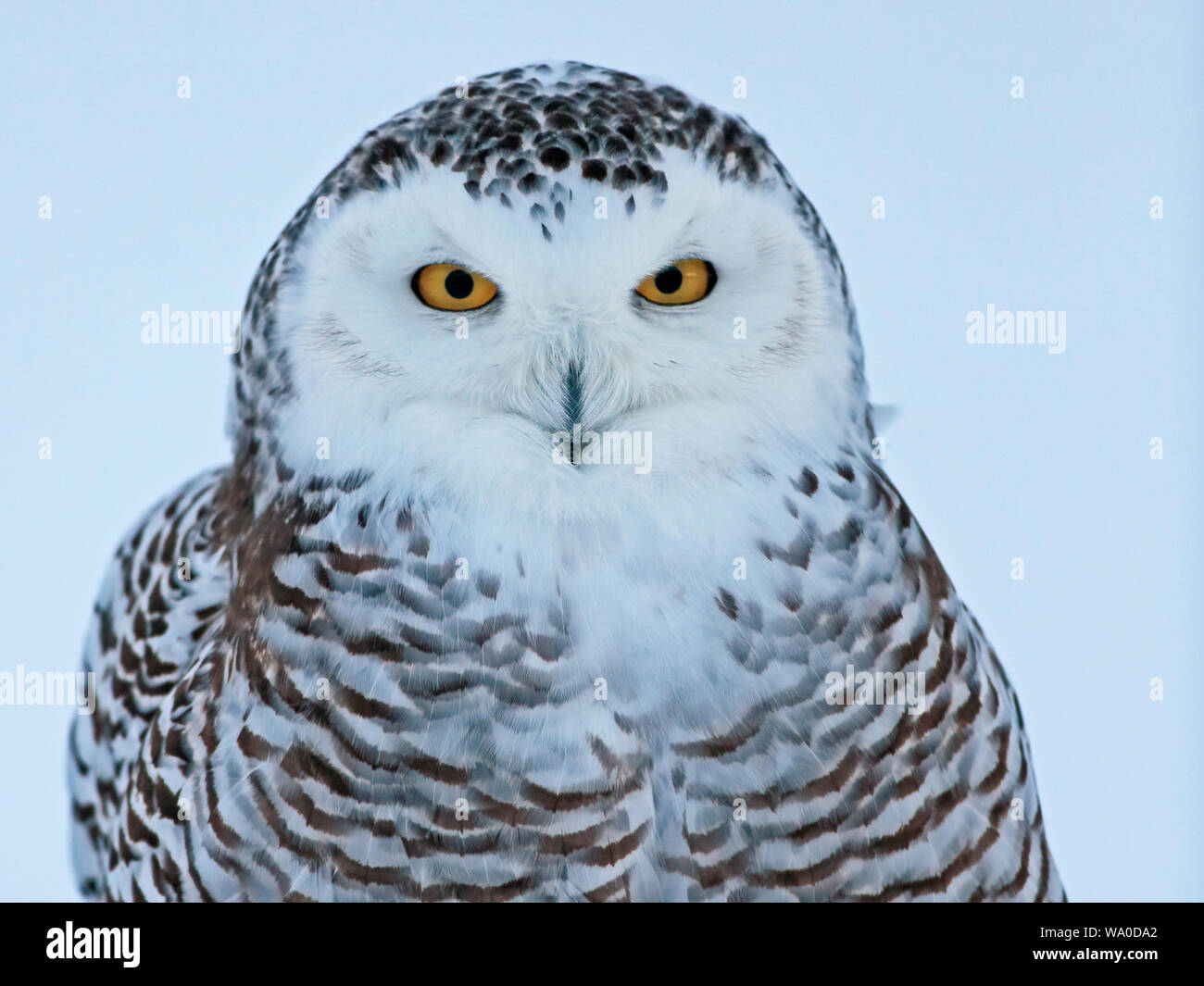 Schönen Snowy Owl suchen Alert, portrait Nahaufnahme (Nyctea scandiaca). Stockfoto
