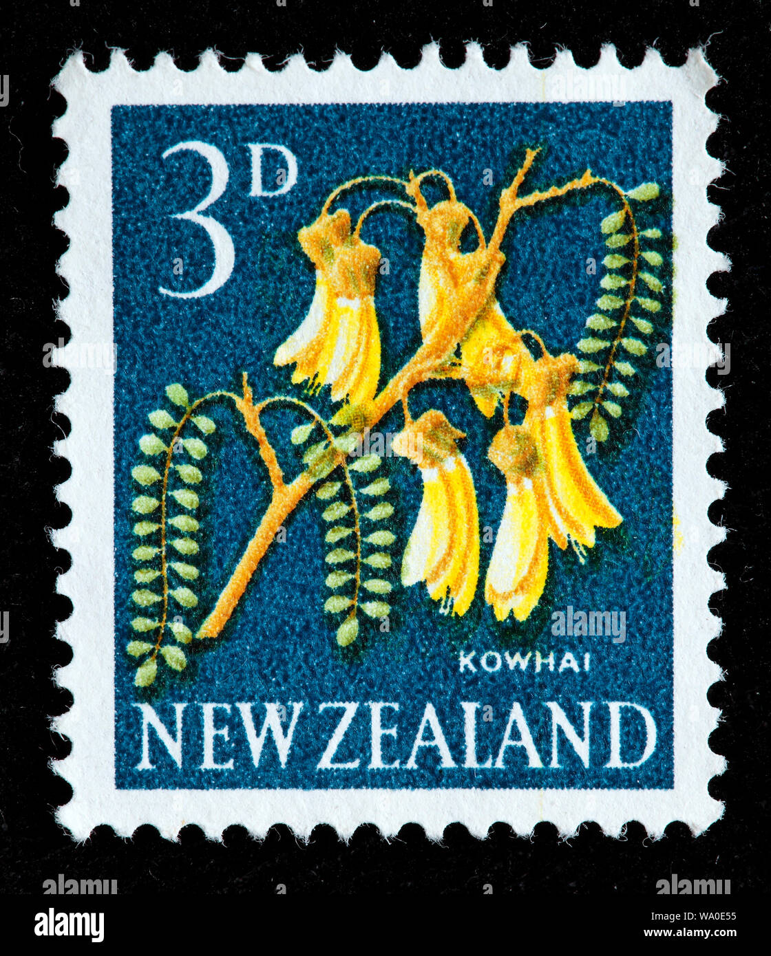 Kowhai, Sophora man, Blume, Briefmarke, Neuseeland, 1960 Stockfoto