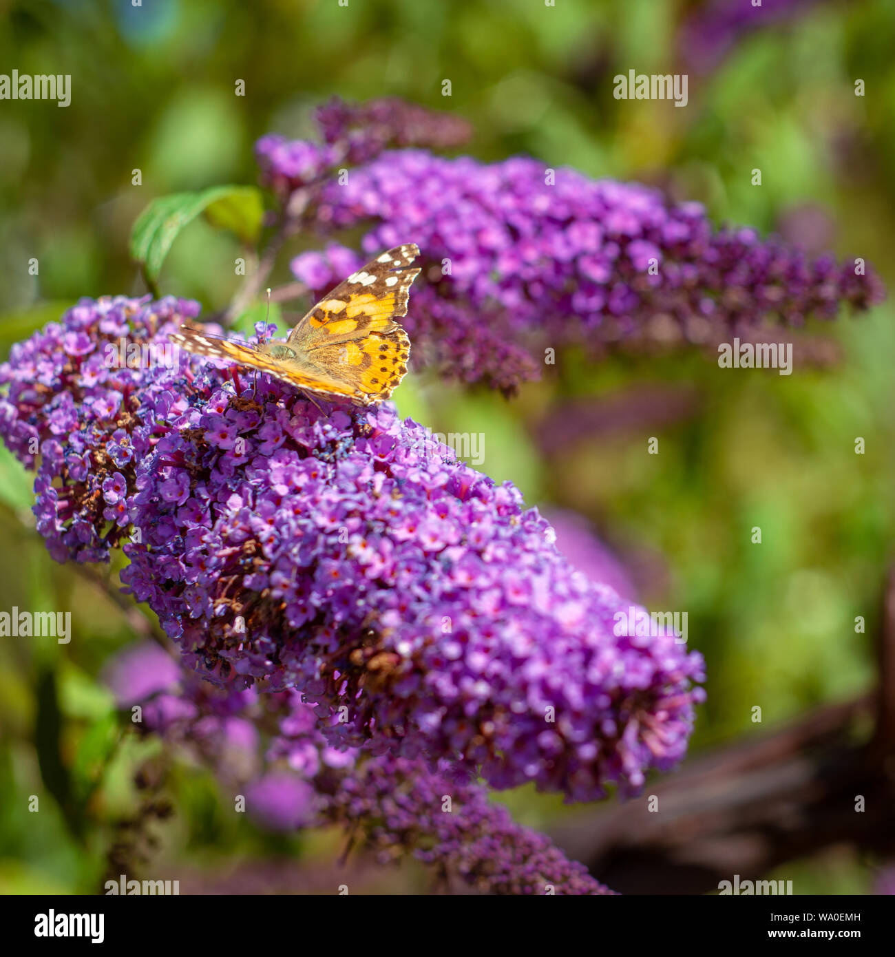 Distelfalter Schmetterling auf einer Purple Cone Flower in Schottland Stockfoto