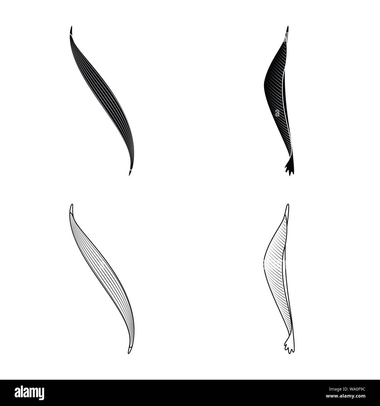 Isoliertes Objekt der Faser und muskulös. Satz von Faser- und Körper Symbol für das Web. Stock Vektor