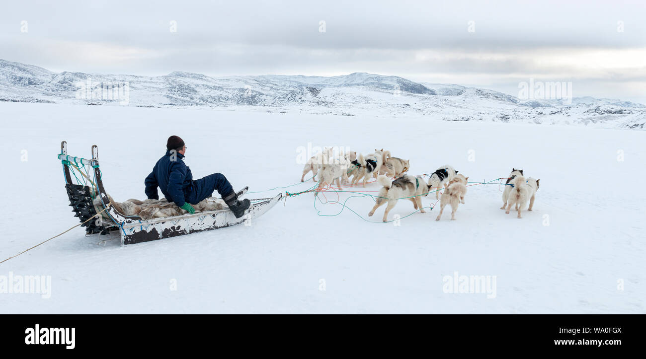 Ein inuit Jäger auf seinem hundeschlitten Stockfoto