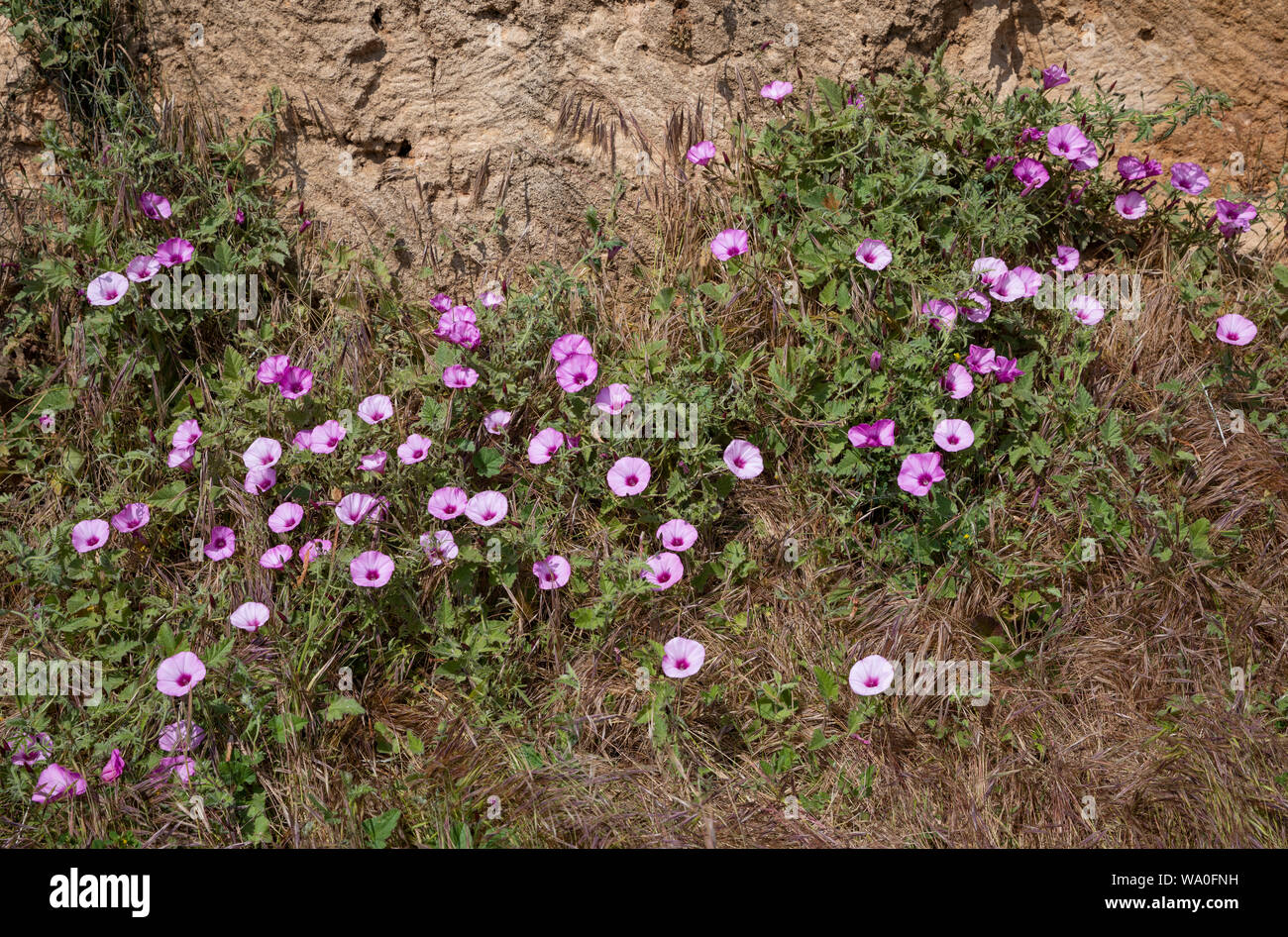 Mallow-leaved bindweed (Convolvulus althaeoides) bei den Königsgräbern, Paphos, Zypern Stockfoto