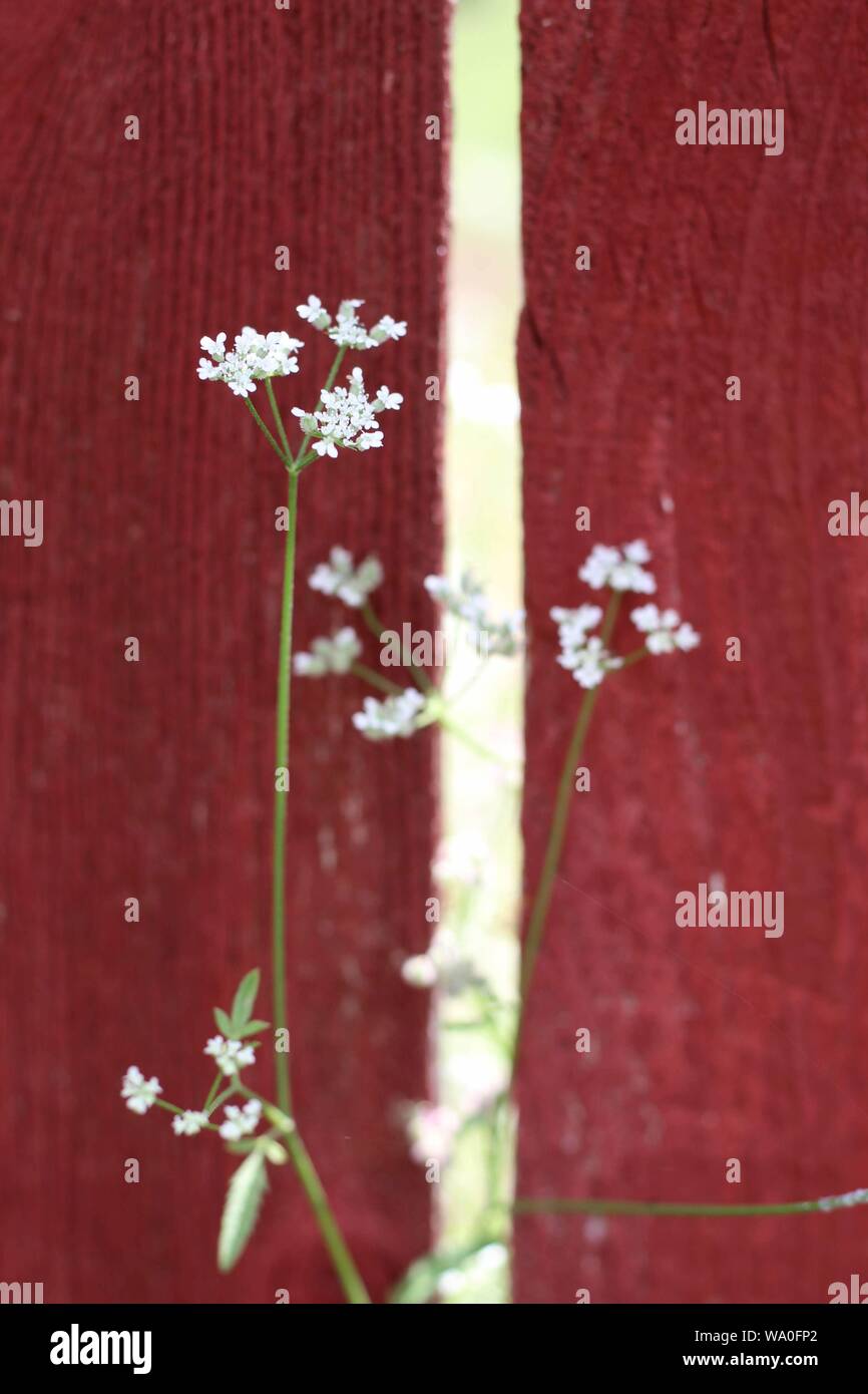 Kleine weiße Blume vor einem verwitterten roten Zaun Stockfoto