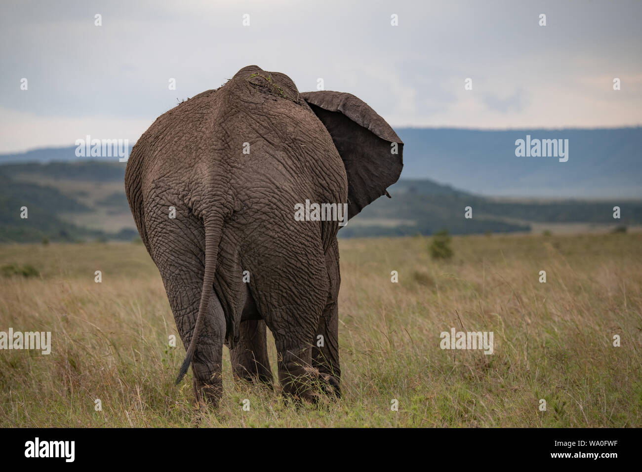 Afrikanische Elefantinnen, die durch das kurze Gras in Masai Mara, Kenia, weglaufen Stockfoto