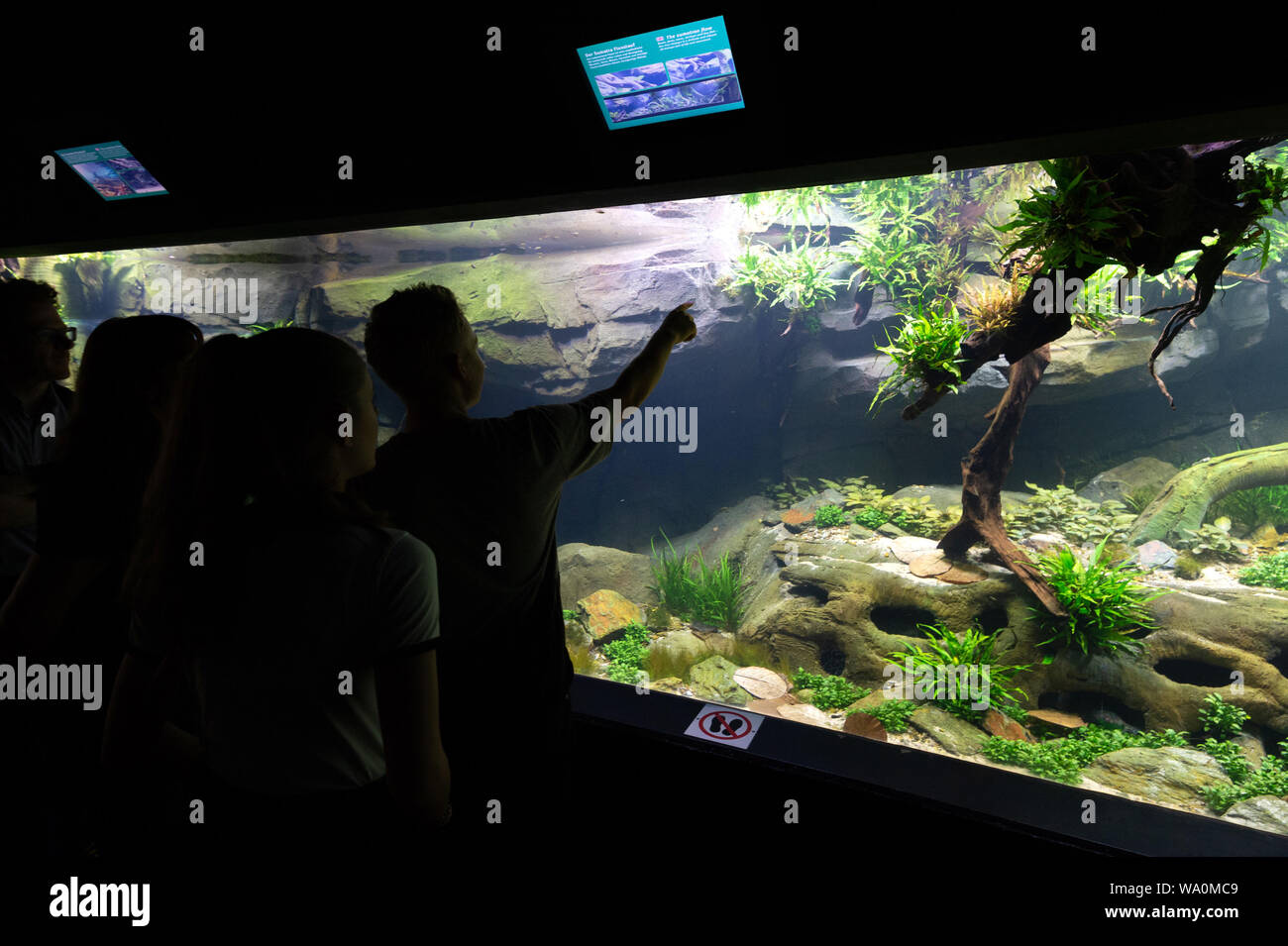 Hamburg, Deutschland. 16 Aug, 2019. Besucher beachten Sie die neuen Sumatra Fluss in den tropischen Aquarium. Hagenbecks Tierpark präsentiert die neue Attraktion im tropischen Aquarium. Credit: Jonas Walzberg/dpa/Alamy leben Nachrichten Stockfoto