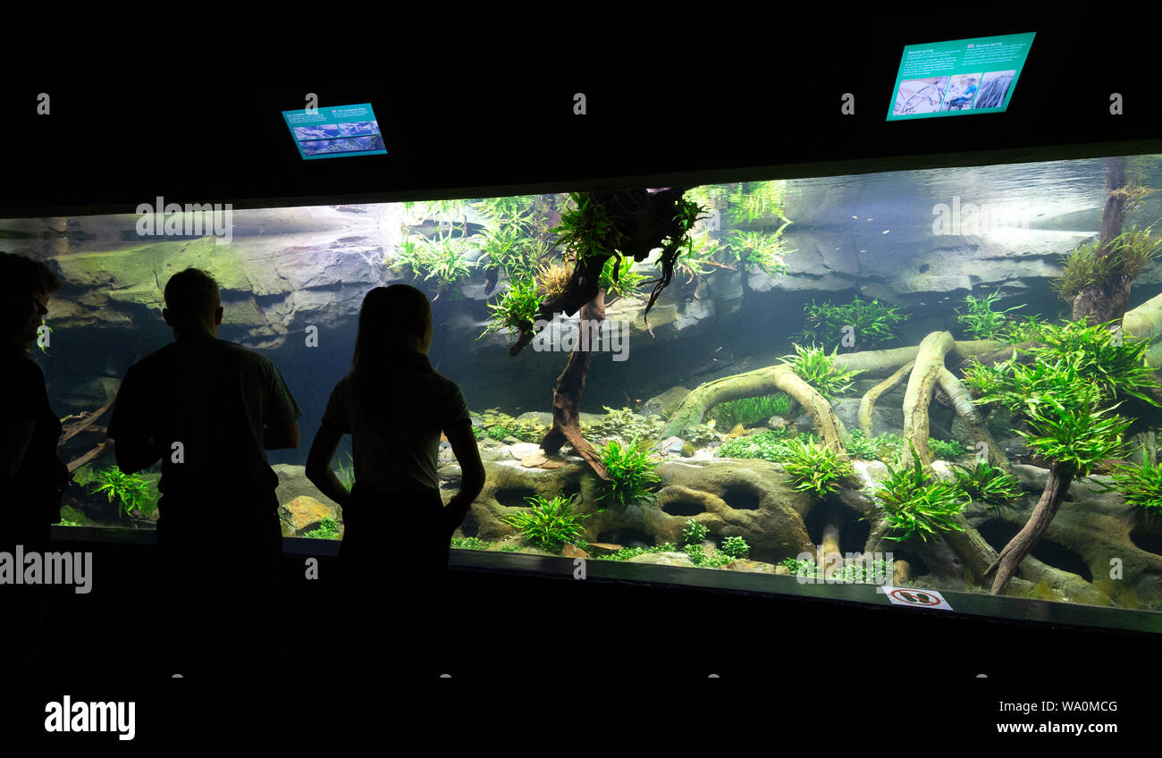 Hamburg, Deutschland. 16 Aug, 2019. Besucher beachten Sie die neuen Sumatra Fluss in den tropischen Aquarium. Hagenbecks Tierpark präsentiert die neue Attraktion im tropischen Aquarium. Credit: Jonas Walzberg/dpa/Alamy leben Nachrichten Stockfoto