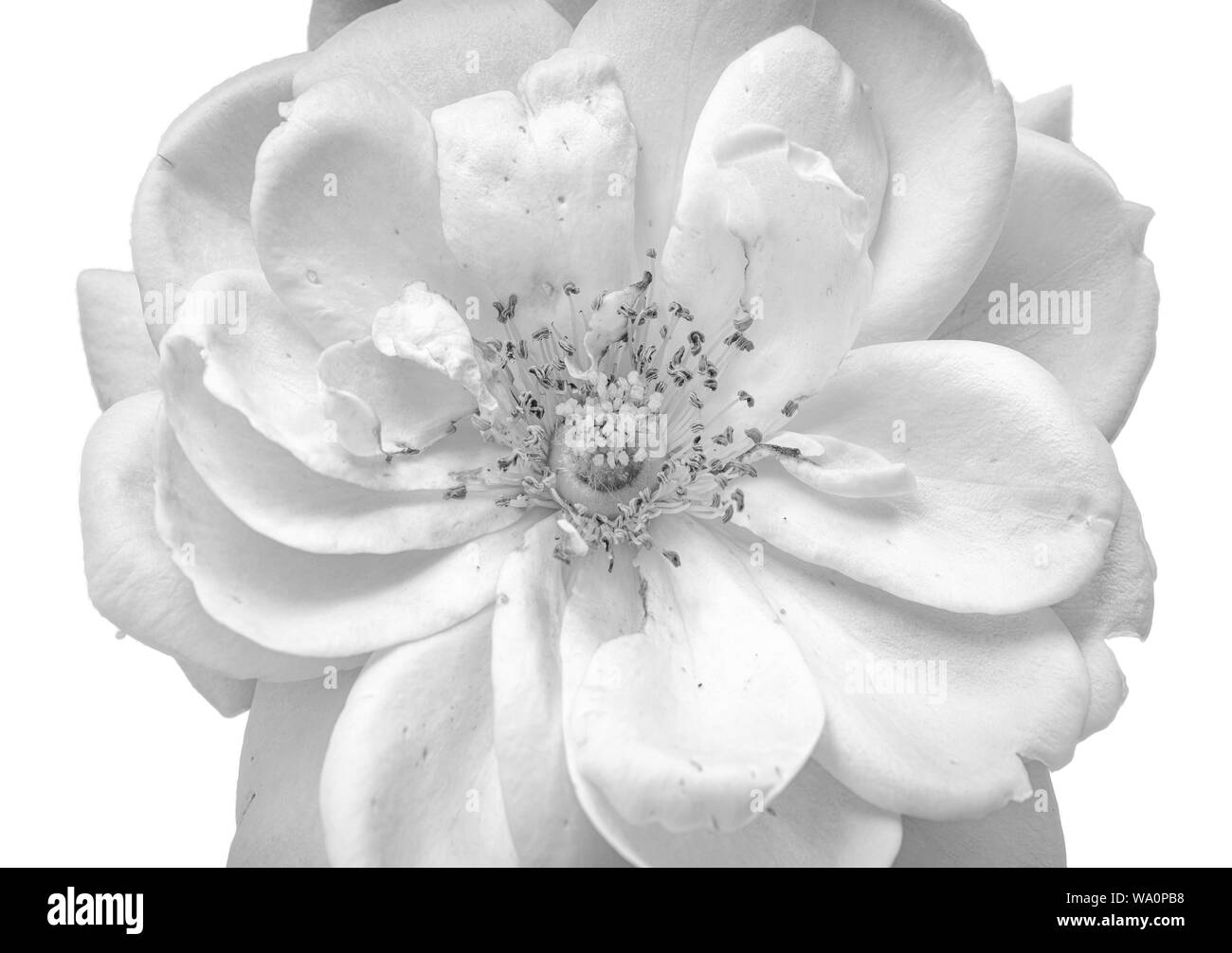 Isolierte monochrome Rosenblüte Makro auf weißem Hintergrund, bildende Kunst Stillleben Nahaufnahme einer einzelnen Blüte mit detaillierten Textur Stockfoto