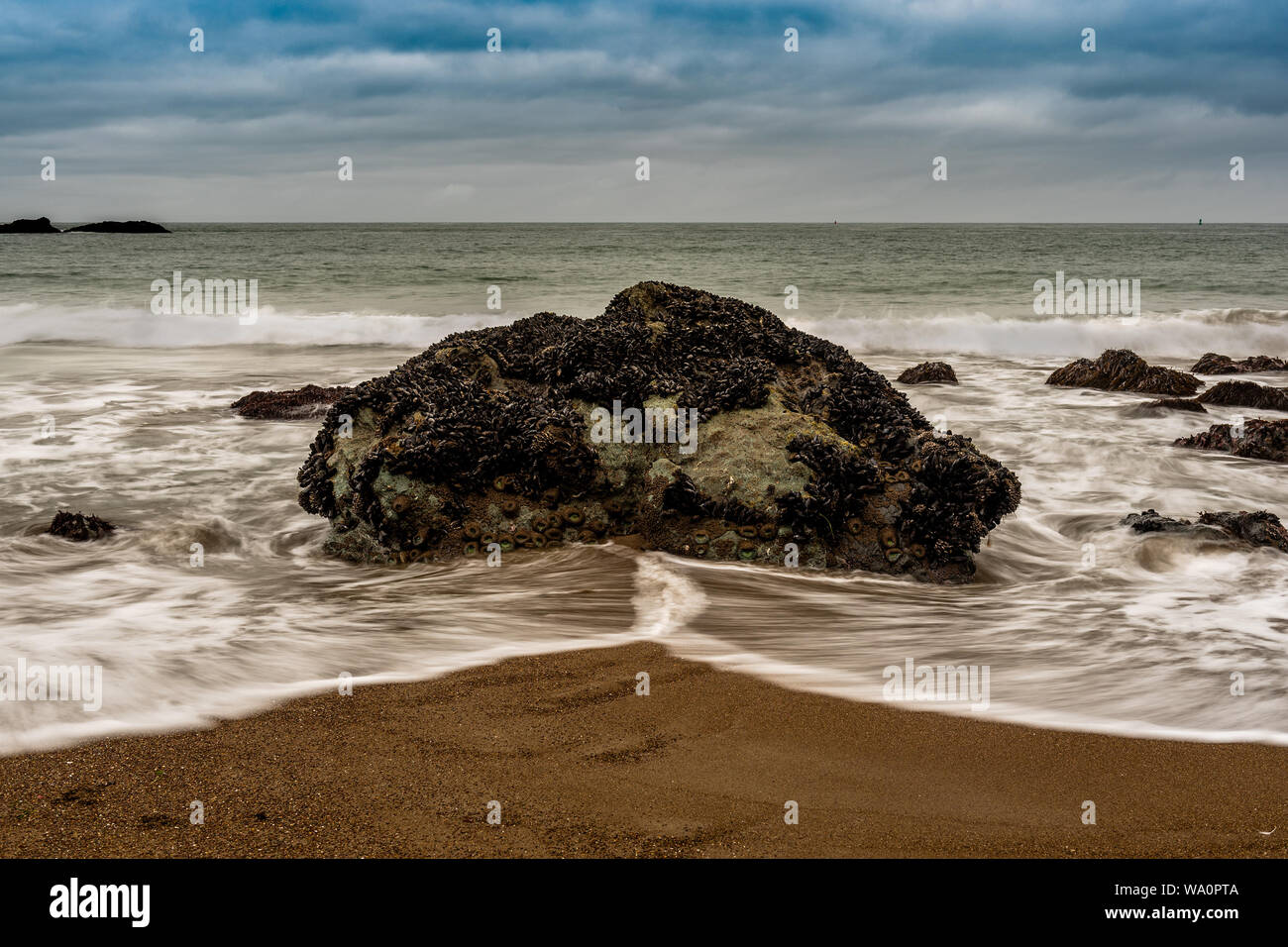 Rock bei Rodeo Beach, Kalifornien, USA, in San Francisco Marin Headlands Erholungsgebiet von vielen Muscheln und Seeigel auf einem teilweise Cloud kolonisiert Stockfoto