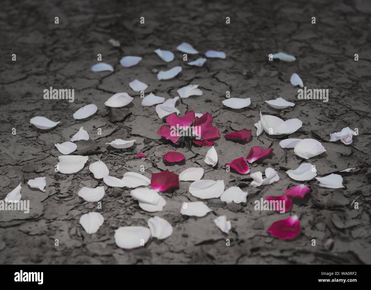 Ein toter rote Rose Festlegung auf kargen Risse im Boden mit Blüten verloren sprea aller, die Konzepte von einer Dürre durch Klimawandel oder Tod zu veranschaulichen Stockfoto