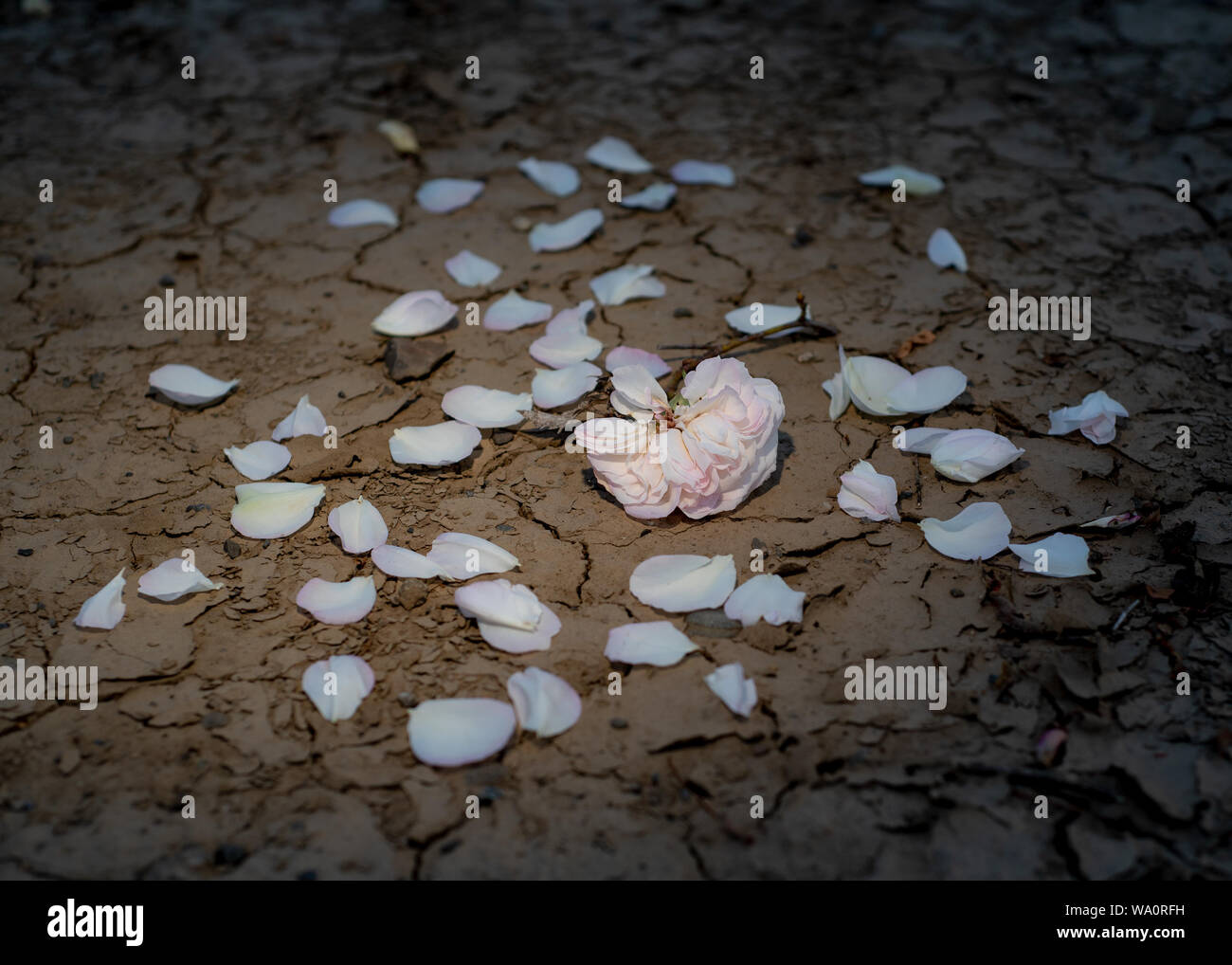 Eine tote weiße rose Festlegung auf kargen Risse im Boden die Konzepte einer Dürre durch Klimawandel oder Tod von Hoffnungen und Träume zu veranschaulichen Stockfoto