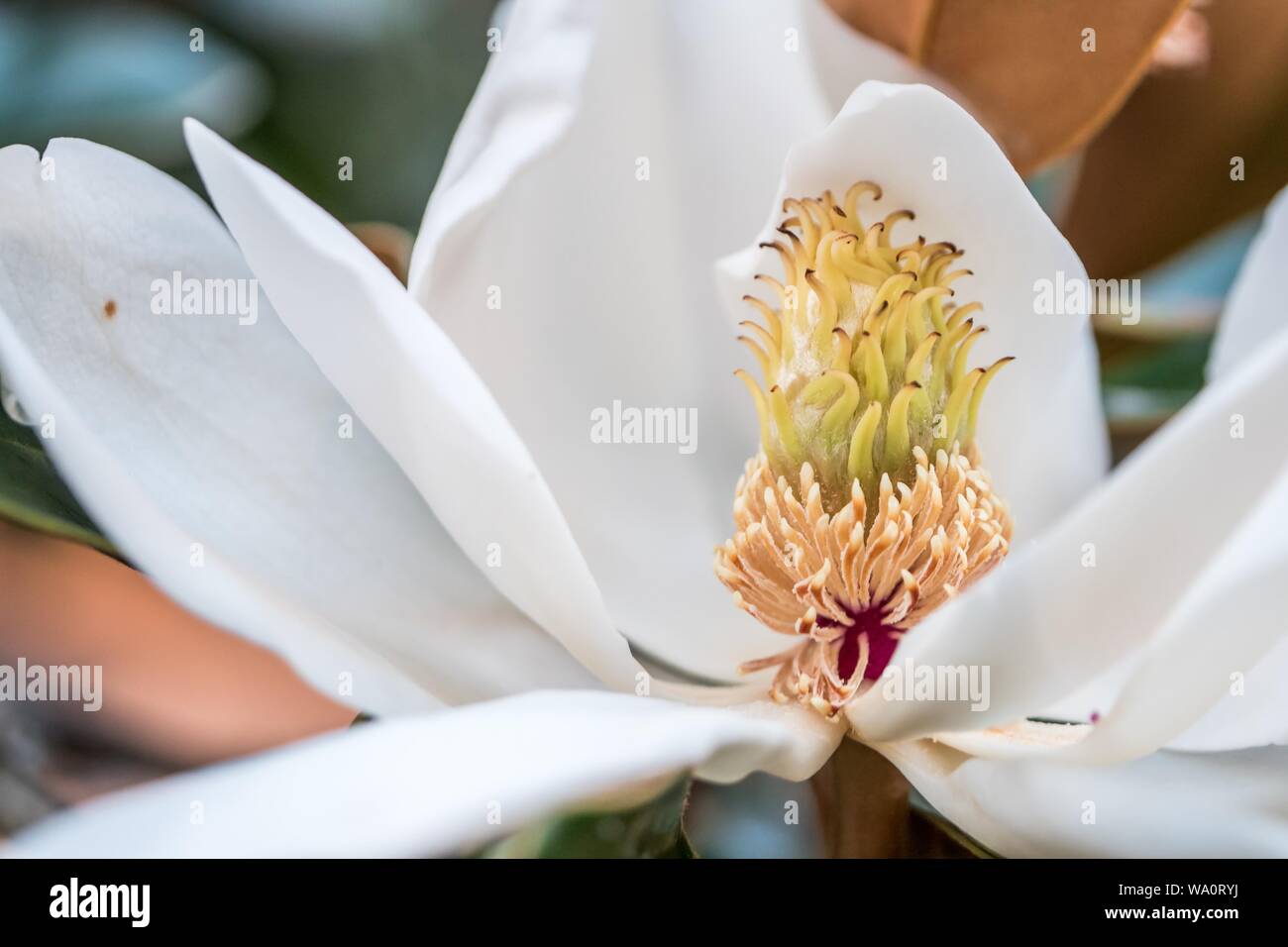 Nahaufnahme von Magnolia grandiflora, allgemein bekannt als die südliche Magnolie oder Bullenbucht Stockfoto