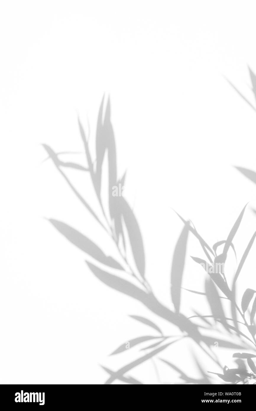 Graue Schatten der Willow Tree Blätter auf eine weiße Wand. Abstrakten neutralen Charakter Konzept verschwommenen Hintergrund. Platz für Text. Stockfoto