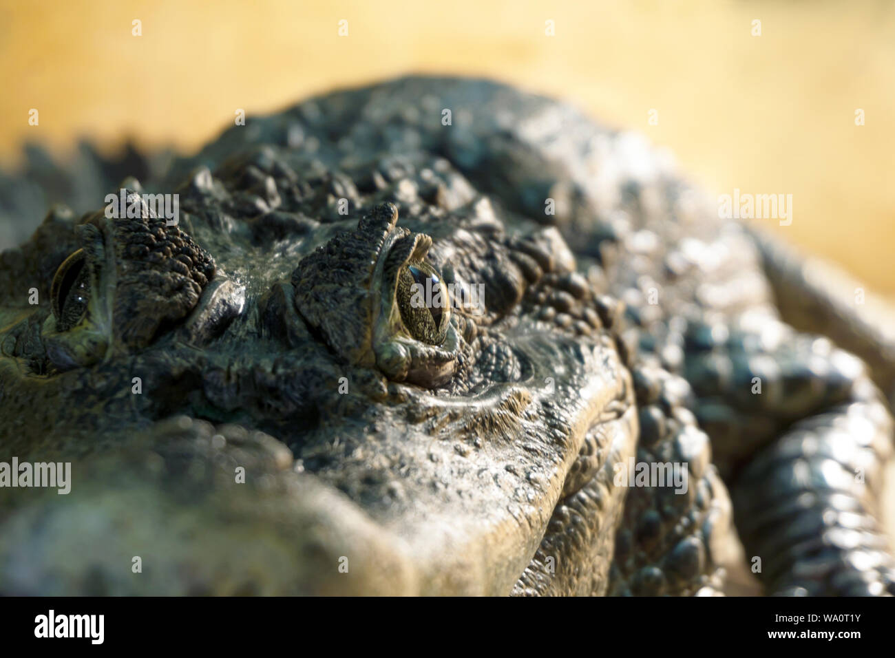 Live Krokodil im Terrarium - das Auge im Fokus ist, der Rest ist verschwommen Stockfoto