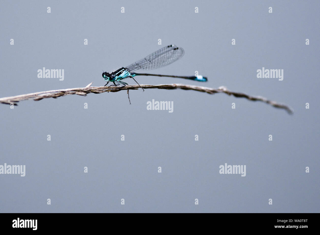 Ein Hellblau damselfly Sitzen auf ein Rohr. Stockfoto