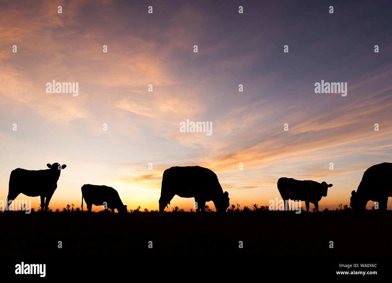 Silhouetted Rinder grasen in einem Feld bei Sonnenuntergang. Stockfoto