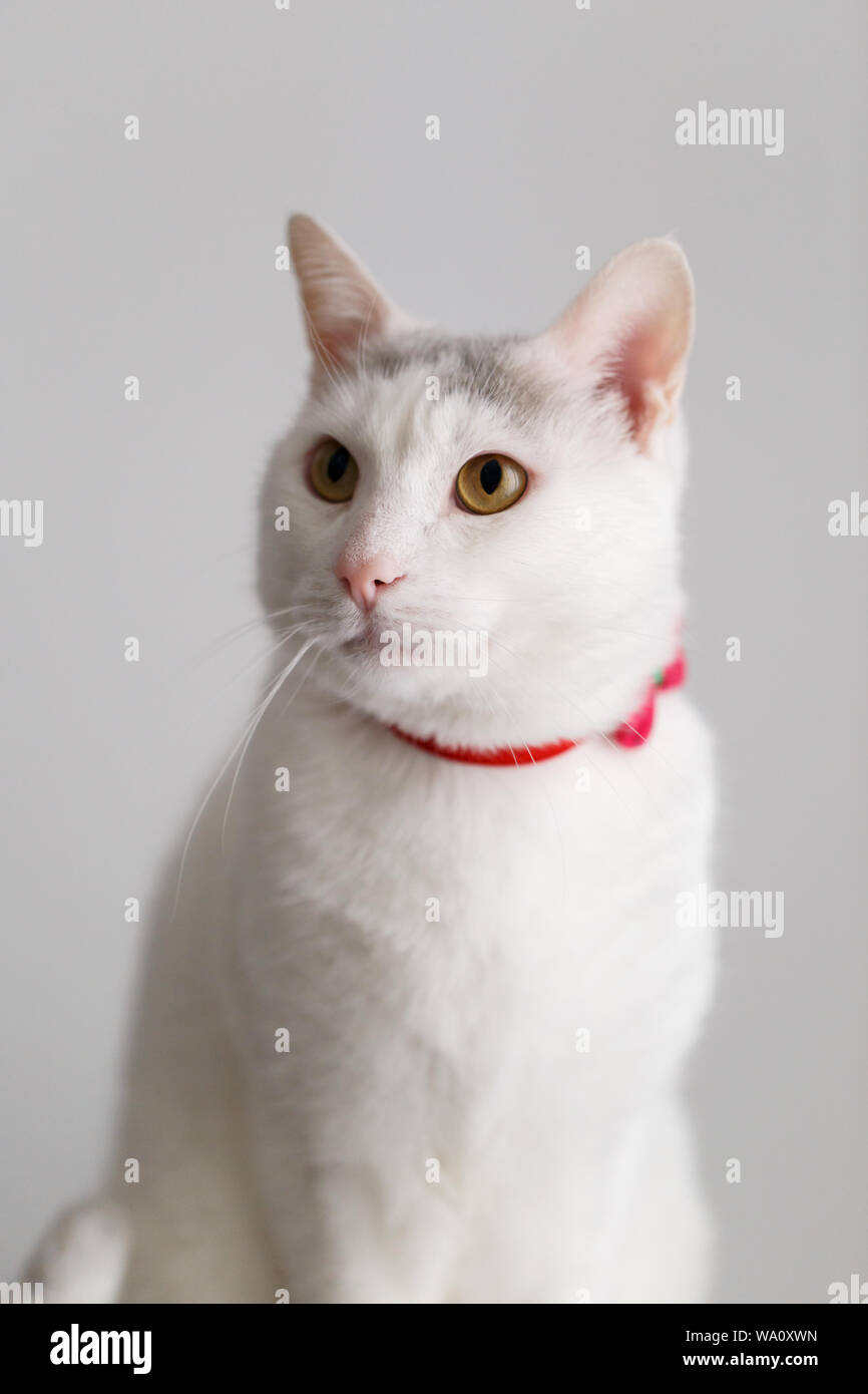 Porträt einer weißen Katze mit rotem Kragen in einer Sitzposition vertikale Stockfoto