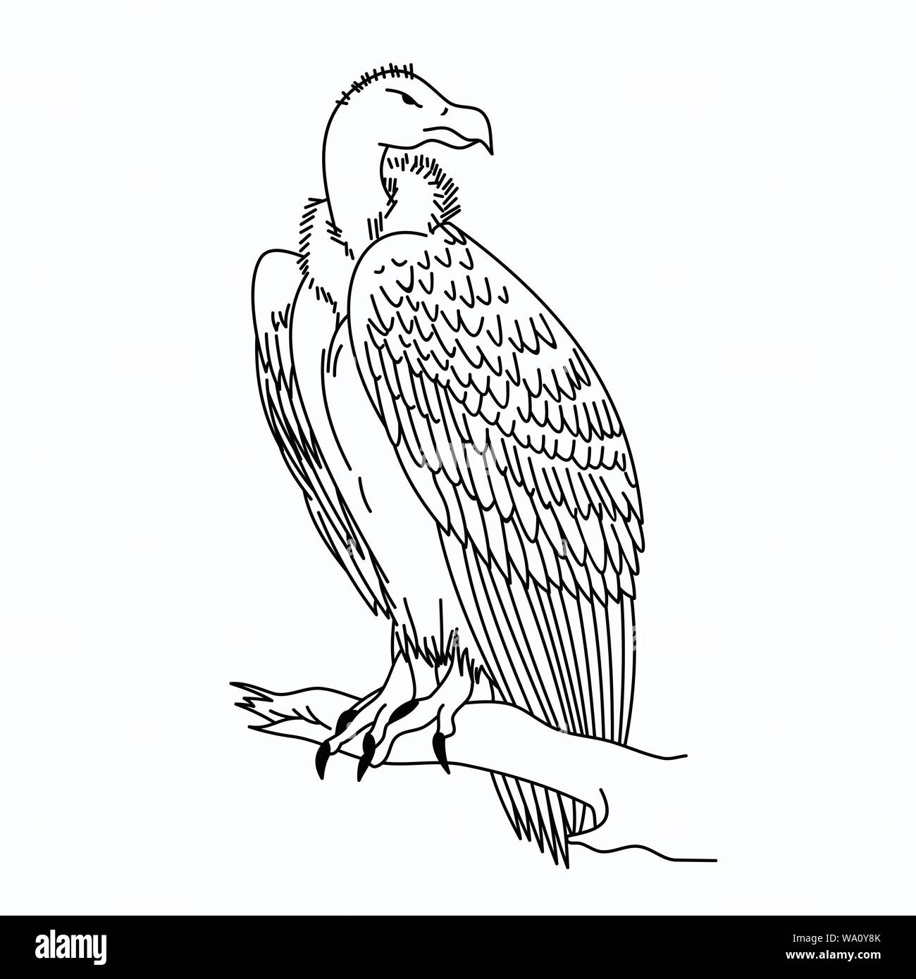 Vector Illustration eines Vogels Stock Vektor